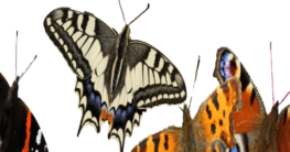 Titelbild Schmetterlinge