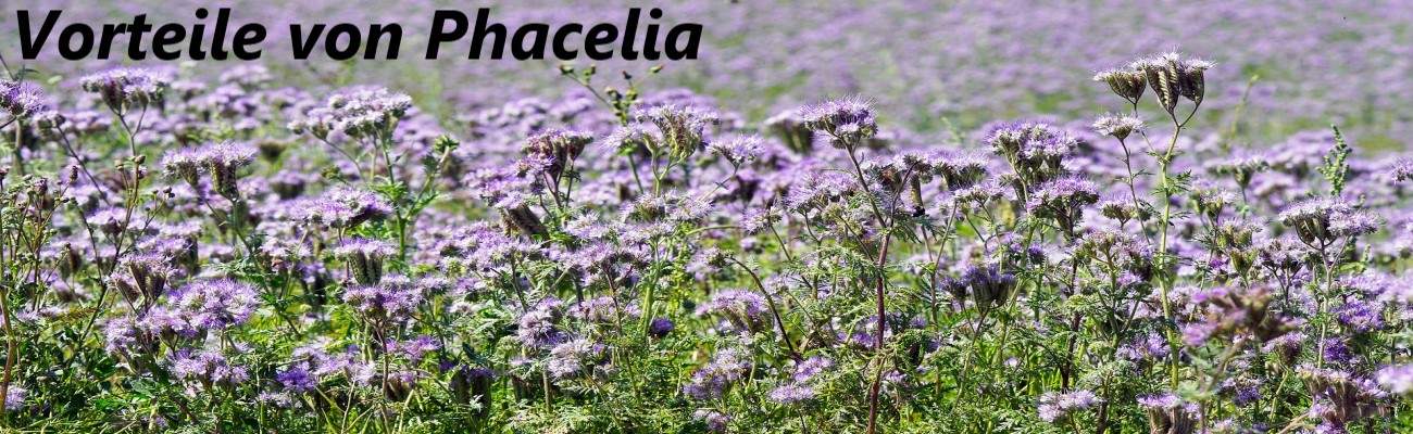 Die Vorteile von Phacelia in der Gründüngung